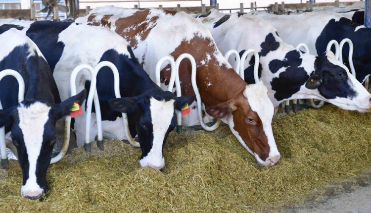 مشروع ضخم لإنتاج الخضر والحليب في قلب الصحراء
